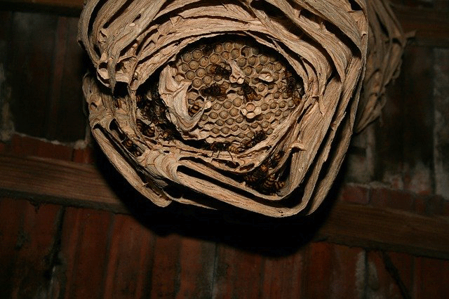 Hornissennest mit Blick auf die  Brut