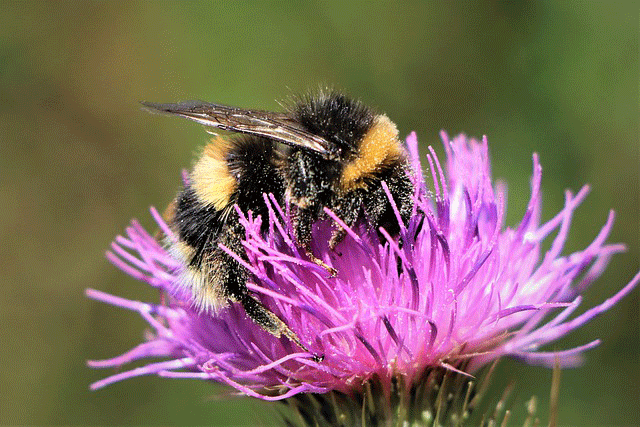 Erdhummel auf Blüte