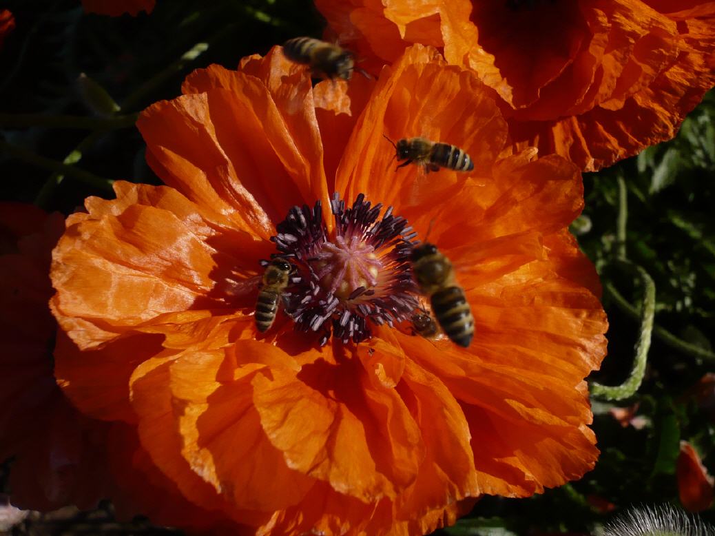 Der Tisch scheint reich gedeckt!