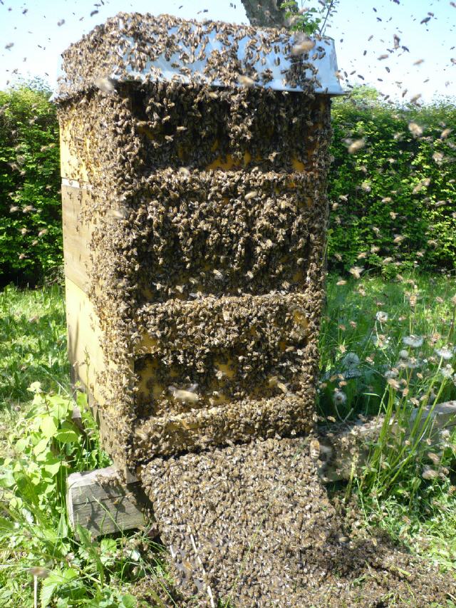 Ein Schwarm kehrt heim,