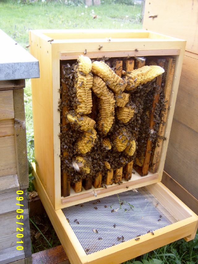 Die Schwarmzeit hat begonnen