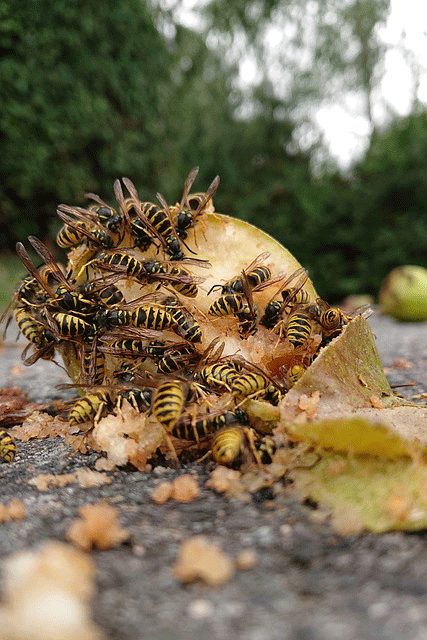 Im Herbst eine Lieblingsspeise