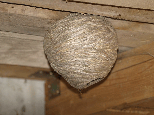 Wespennest in einem Schuppen